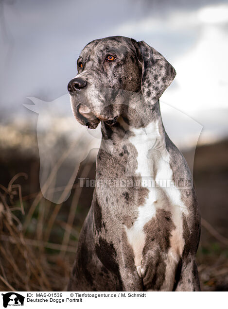 Deutsche Dogge Portrait / Great Dane Portrait / MAS-01539