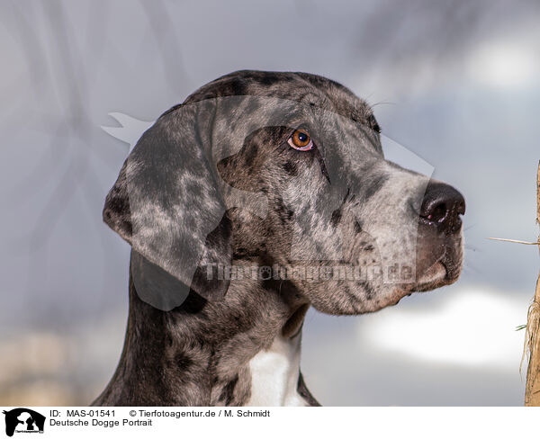 Deutsche Dogge Portrait / MAS-01541