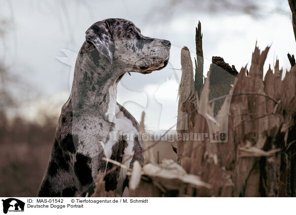 Deutsche Dogge Portrait / MAS-01542