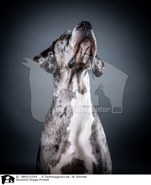 Deutsche Dogge Portrait / MAS-01545