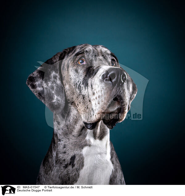 Deutsche Dogge Portrait / MAS-01547