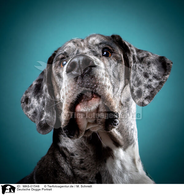 Deutsche Dogge Portrait / MAS-01548