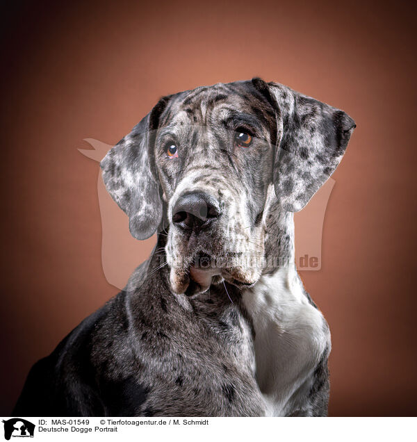 Deutsche Dogge Portrait / MAS-01549