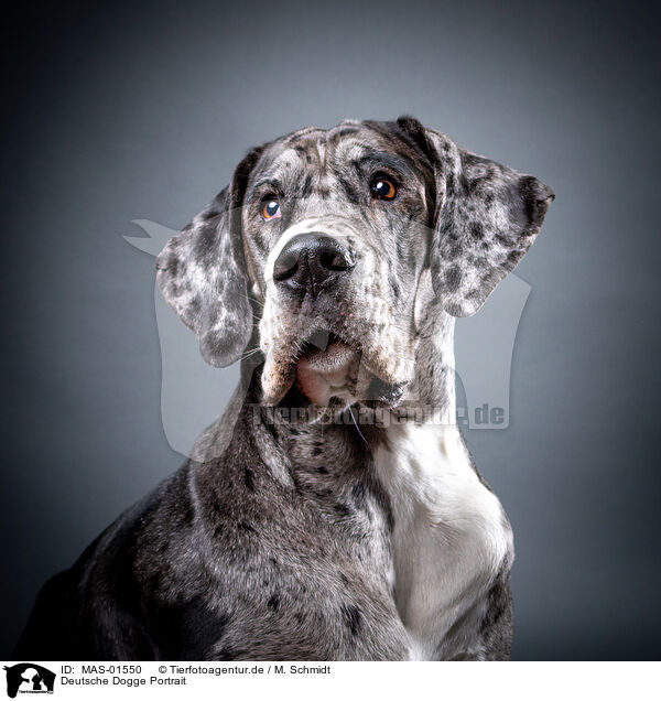 Deutsche Dogge Portrait / MAS-01550