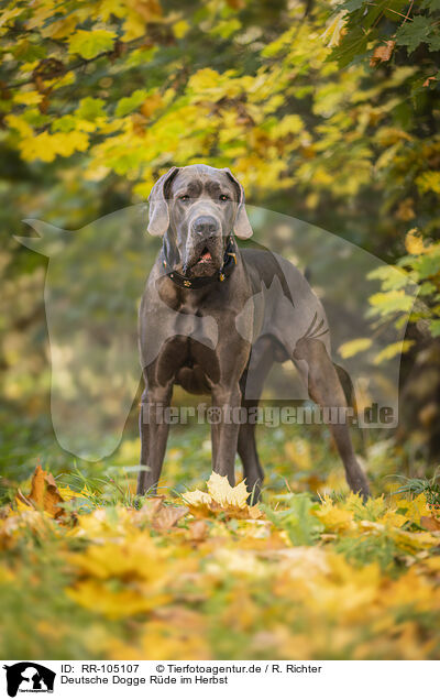 Deutsche Dogge Rde im Herbst / male Great Dane in autumn / RR-105107