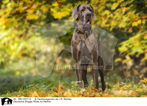 Deutsche Dogge Rde im Herbst / male Great Dane in autumn / RR-105113