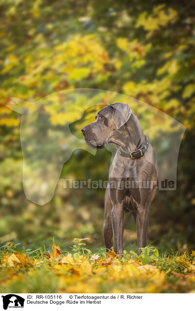 Deutsche Dogge Rde im Herbst / male Great Dane in autumn / RR-105116