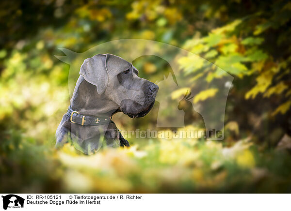 Deutsche Dogge Rde im Herbst / male Great Dane in autumn / RR-105121
