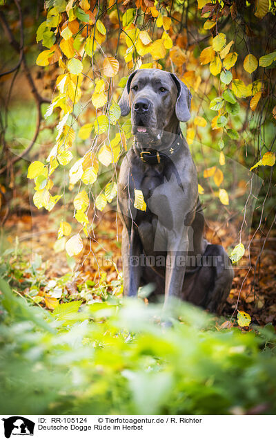 Deutsche Dogge Rde im Herbst / male Great Dane in autumn / RR-105124