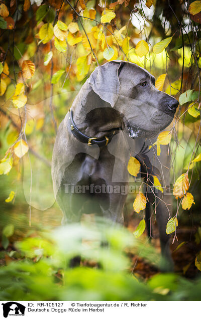Deutsche Dogge Rde im Herbst / male Great Dane in autumn / RR-105127