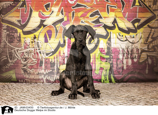 Deutsche Dogge Welpe im Studio / JAM-03450