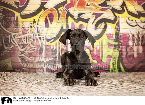Deutsche Dogge Welpe im Studio / JAM-03452