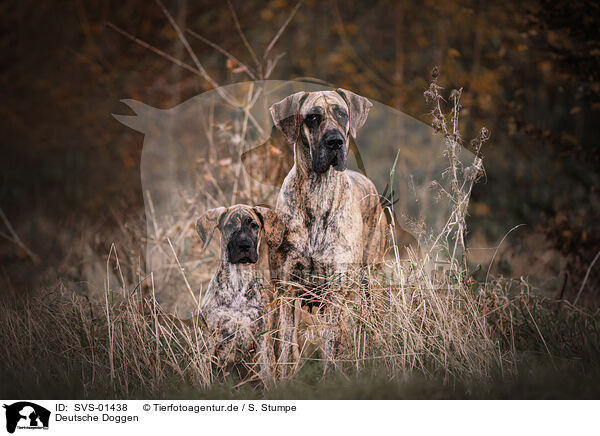 Deutsche Doggen / SVS-01438
