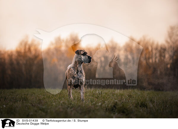 Deutsche Dogge Welpe / SVS-01439