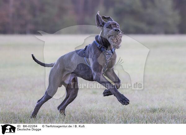 Deutsche Dogge / Great Dane / BK-02264
