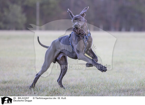Deutsche Dogge / Great Dane / BK-02267