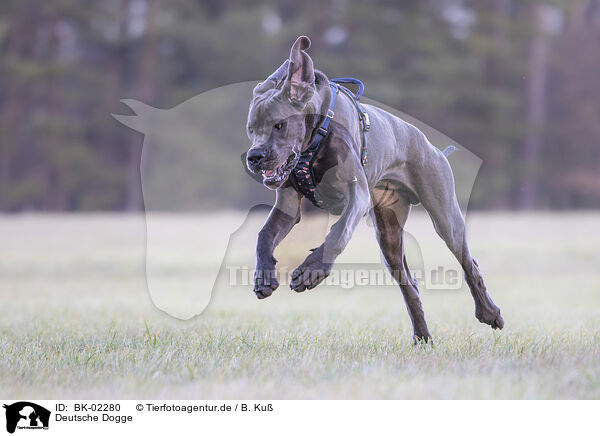 Deutsche Dogge / Great Dane / BK-02280