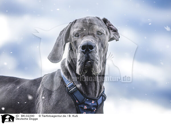 Deutsche Dogge / Great Dane / BK-02290