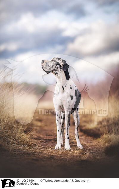 Deutsche Dogge / Great Dane / JQ-01901