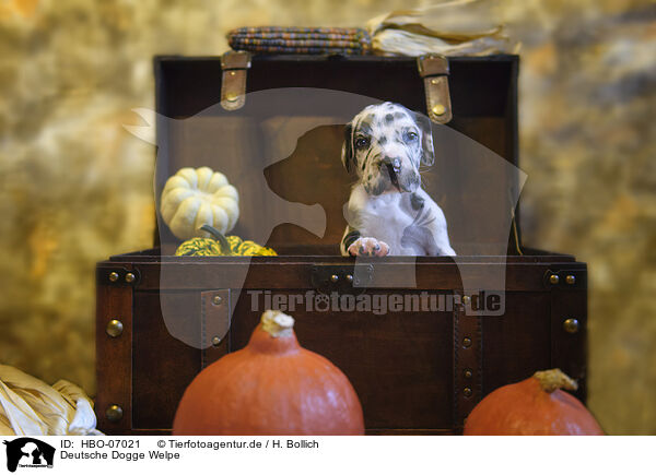 Deutsche Dogge Welpe / Great Dane Puppy / HBO-07021