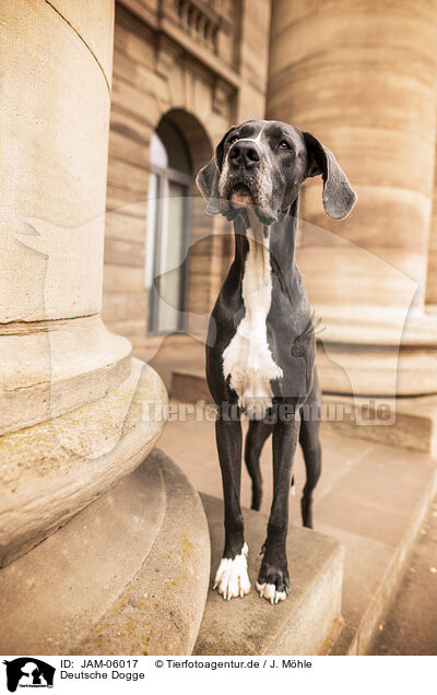 Deutsche Dogge / JAM-06017