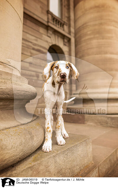Deutsche Dogge Welpe / JAM-06019