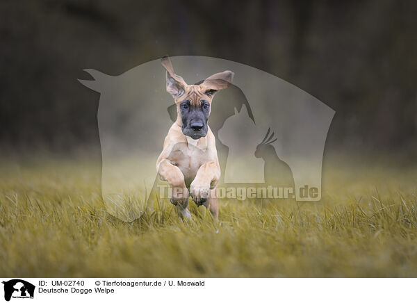 Deutsche Dogge Welpe / UM-02740