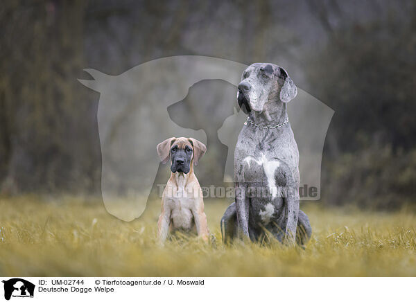 Deutsche Dogge Welpe / Great Dane pupp / UM-02744