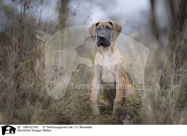 Deutsche Dogge Welpe / UM-02748