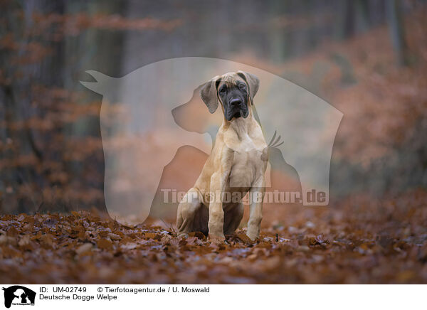 Deutsche Dogge Welpe / Great Dane pupp / UM-02749