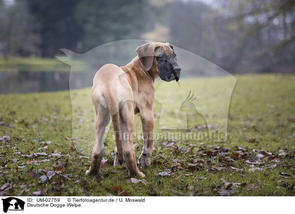 Deutsche Dogge Welpe / Great Dane pupp / UM-02759