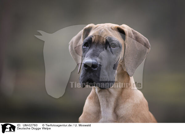Deutsche Dogge Welpe / Great Dane pupp / UM-02760