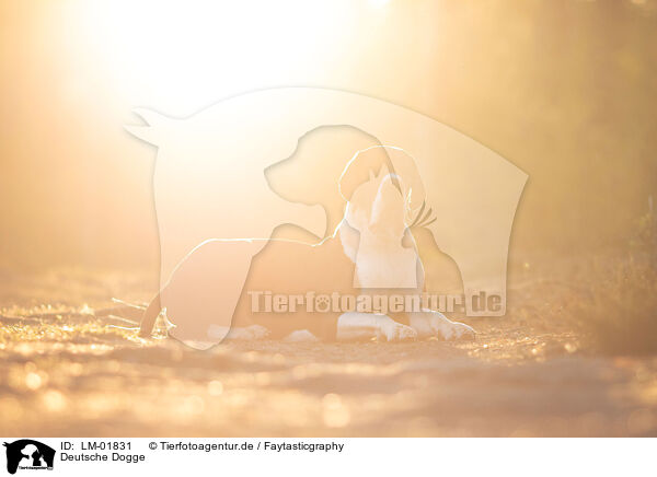 Deutsche Dogge / Great Dane / LM-01831