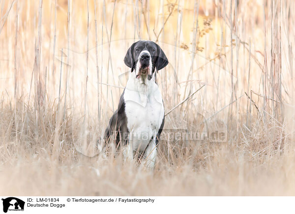 Deutsche Dogge / Great Dane / LM-01834