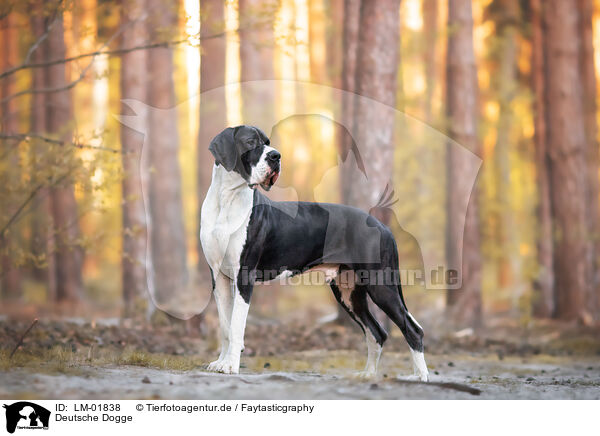 Deutsche Dogge / Great Dane / LM-01838