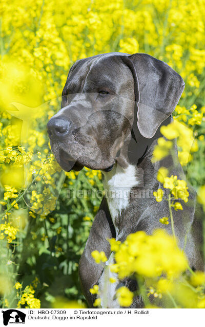 Deutsche Dogge im Rapsfeld / Great Dane in rape field / HBO-07309