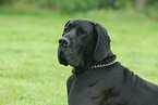 schwarze Dogge