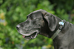 schwarze Dogge