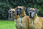3 deutsche Doggen