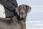 Deutsche Dogge im Schnee