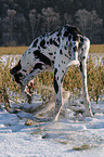 Deutsche Dogge im Schnee