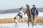 spielende Deutsche Doggen