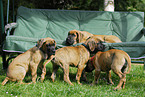 Deutsche Dogge Welpen