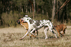 Deutsche Dogge und Deutscher Boxer