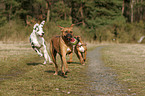 Deutsche Dogge und Deutscher Boxer