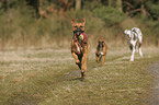 Deutsche Dogge und Deutscher Boxer