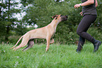 junge Deutsche Dogge