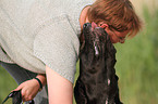 Frau und Deutsche Dogge