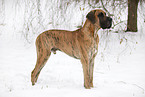stehende Deutsche Dogge