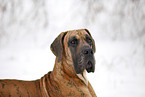 Deutsche Dogge Portrait
